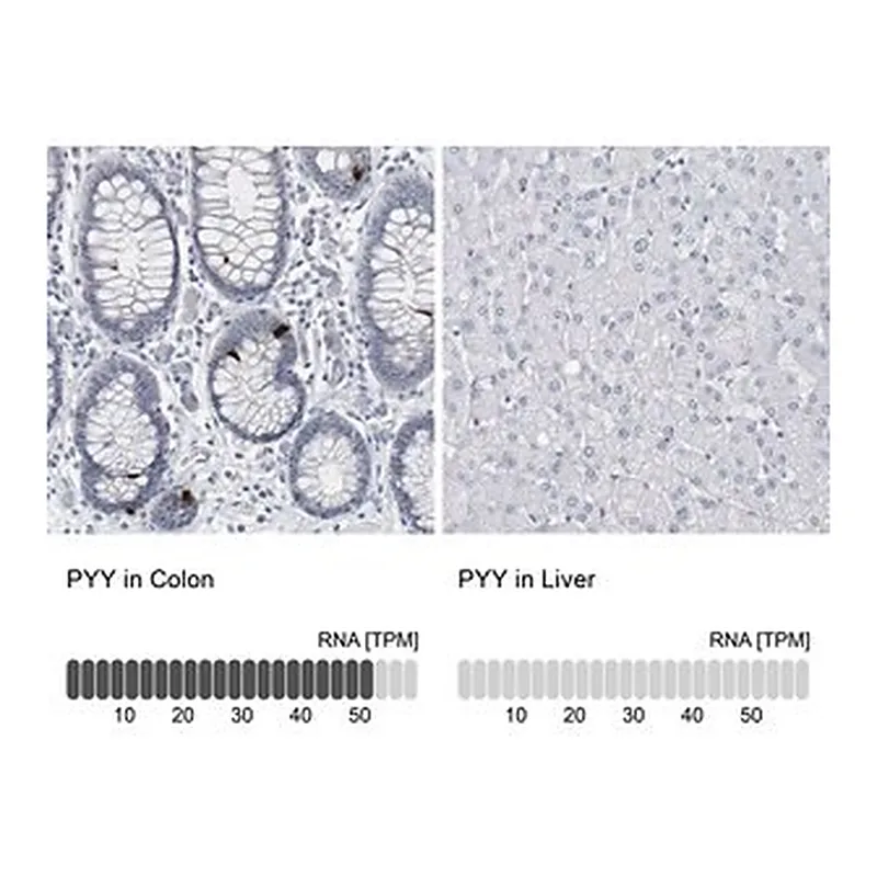 Merck Anti-PYY antibody produced in rabbit