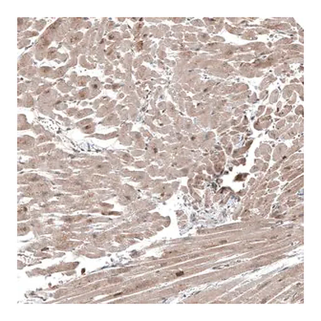 Merck Anti-COL12A1 antibody produced in rabbit