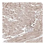 Merck Anti-COL12A1 antibody produced in rabbit