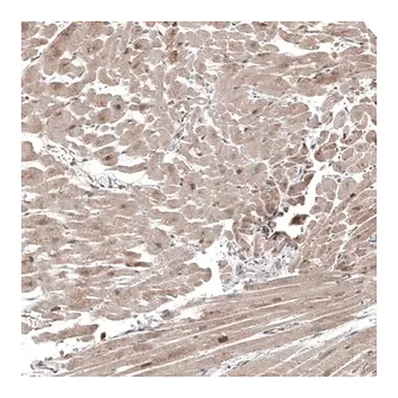 Merck Anti-COL12A1 antibody produced in rabbit