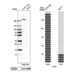 Merck Anti-TLN1 antibody produced in rabbit