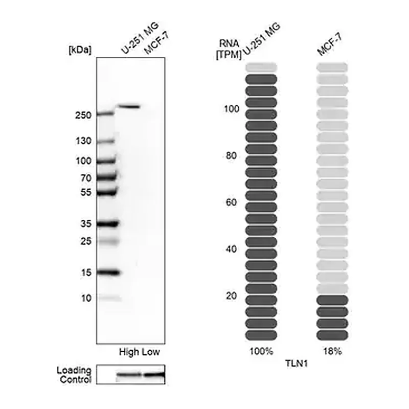 Merck Anti-TLN1 antibody produced in rabbit