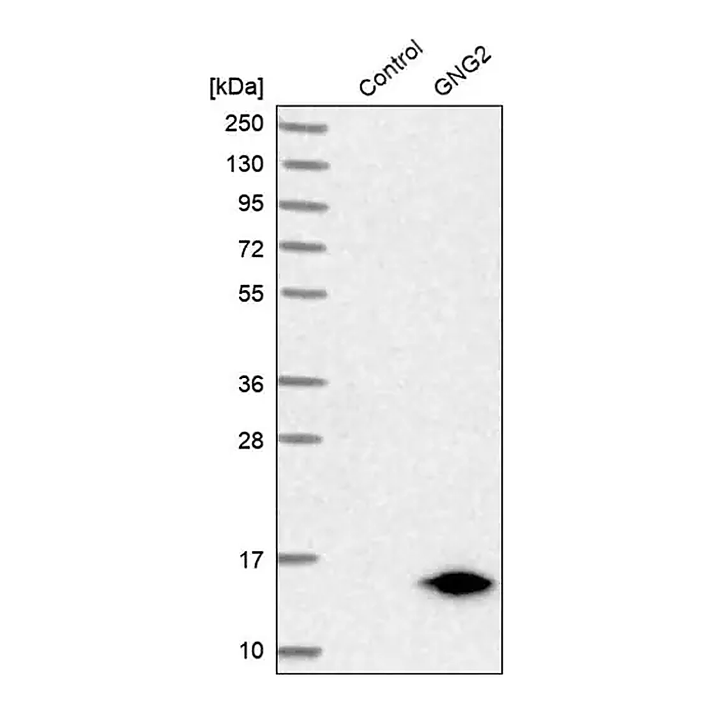 Merck Anti-GNG2 antibody produced in rabbit