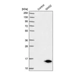 Merck Anti-GNG2 antibody produced in rabbit