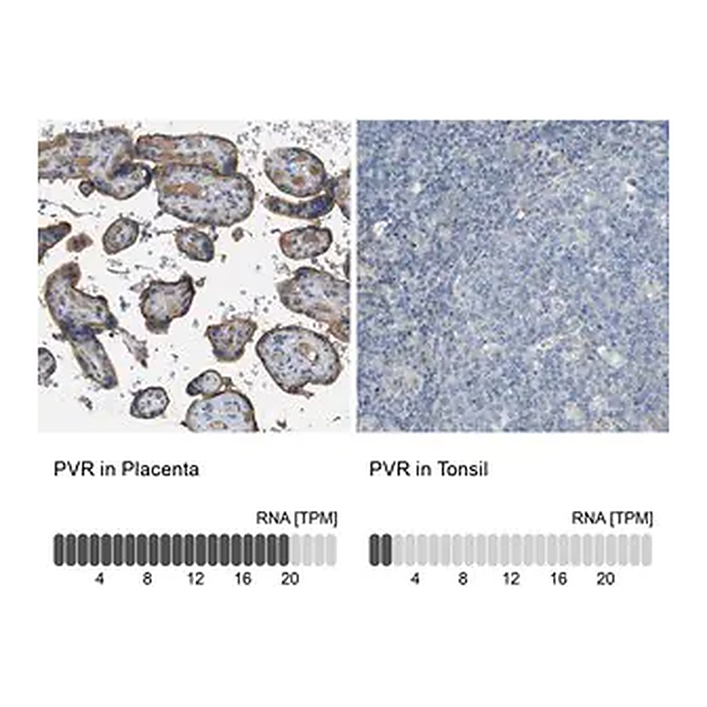 Merck Anti-PVR antibody produced in rabbit