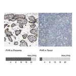 Merck Anti-PVR antibody produced in rabbit