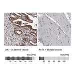 Merck Anti-AKT1 antibody produced in rabbit