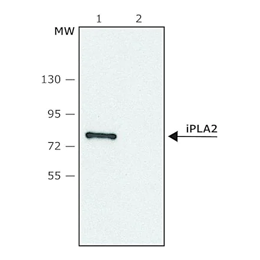 Merck Anti-Phospholipase A2 (iPLA2) (C-terminal region) antibody produced in rabbit