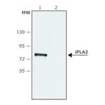 Merck Anti-Phospholipase A2 (iPLA2) (C-terminal region) antibody produced in rabbit