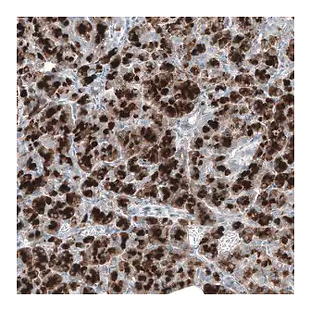 Merck ANTI-DHRSX antibody produced in rabbit