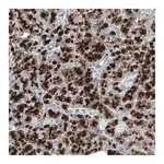 Merck ANTI-DHRSX antibody produced in rabbit