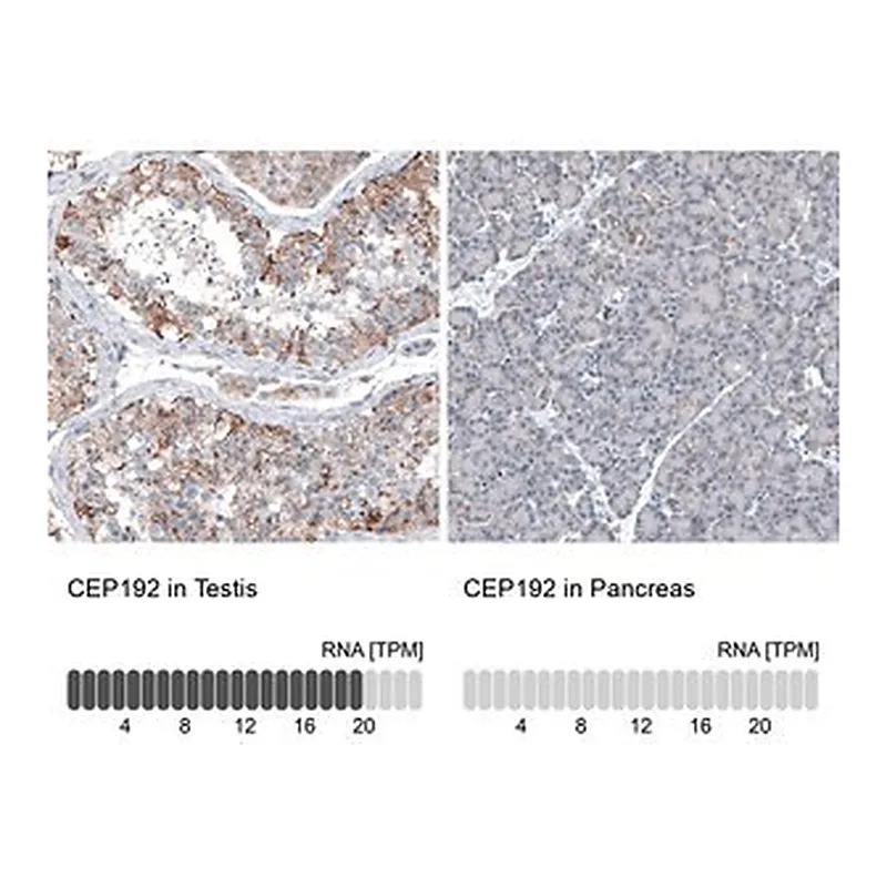 Merck Anti-CEP192 antibody produced in rabbit