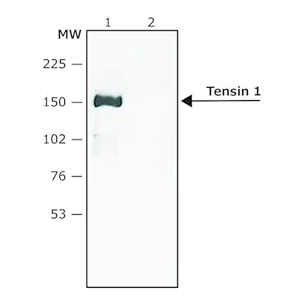 Merck Anti-Tensin 1 antibody produced in rabbit