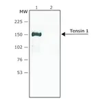 Merck Anti-Tensin 1 antibody produced in rabbit