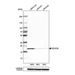Merck Anti-NDUFS4 antibody produced in rabbit