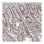 Merck Anti-ATF5 antibody produced in rabbit