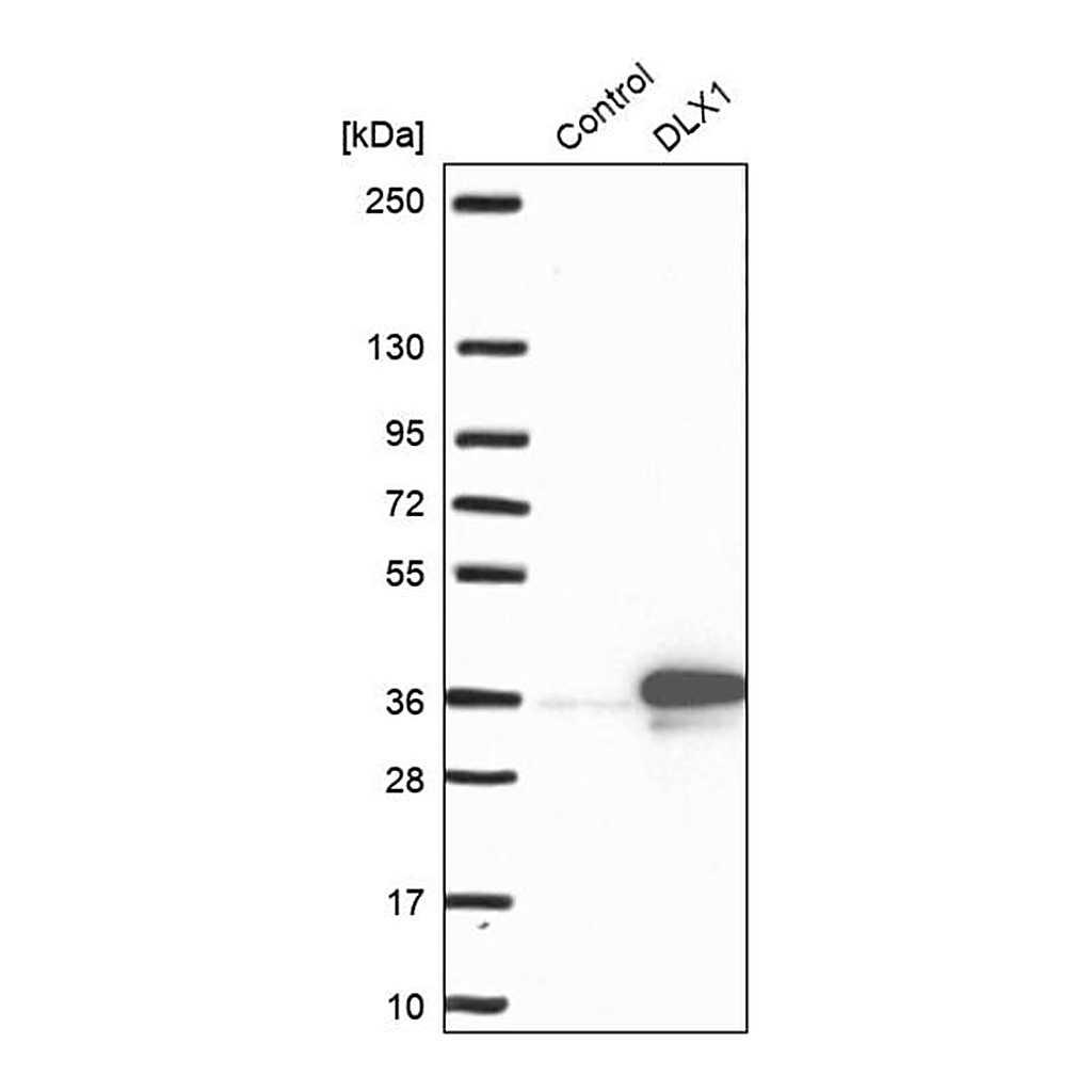 Merck Anti-DLX1 antibody produced in rabbit