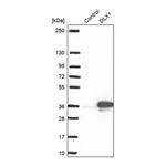 Merck Anti-DLX1 antibody produced in rabbit