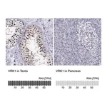 Merck Anti-VRK1 antibody produced in rabbit