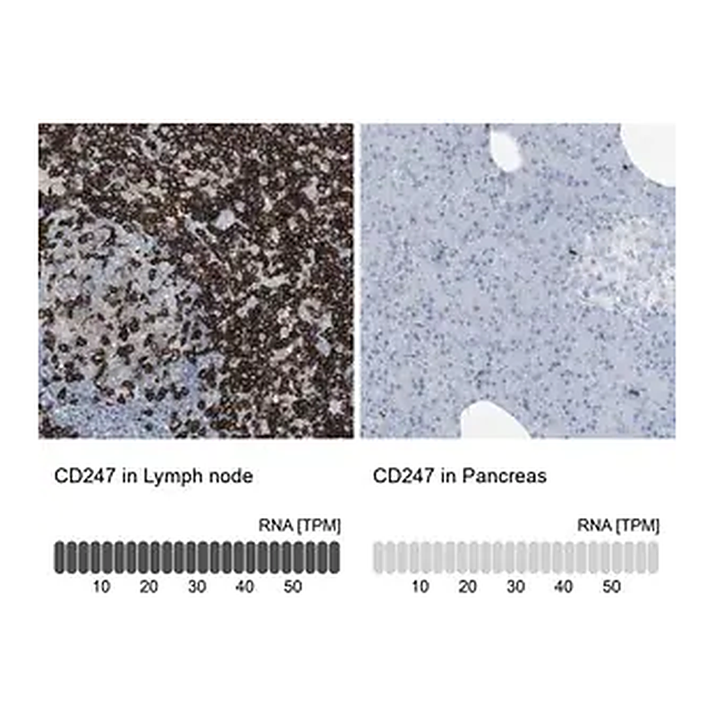 Merck Anti-CD247 antibody produced in rabbit
