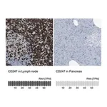 Merck Anti-CD247 antibody produced in rabbit