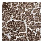 Merck Anti-OGDH antibody produced in rabbit