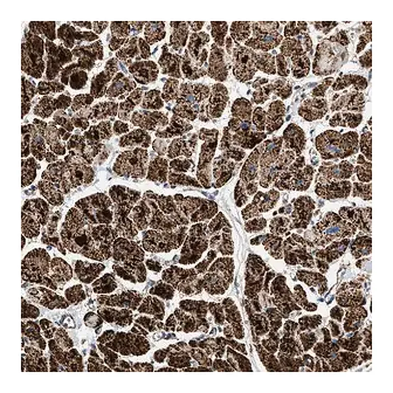 Merck Anti-OGDH antibody produced in rabbit