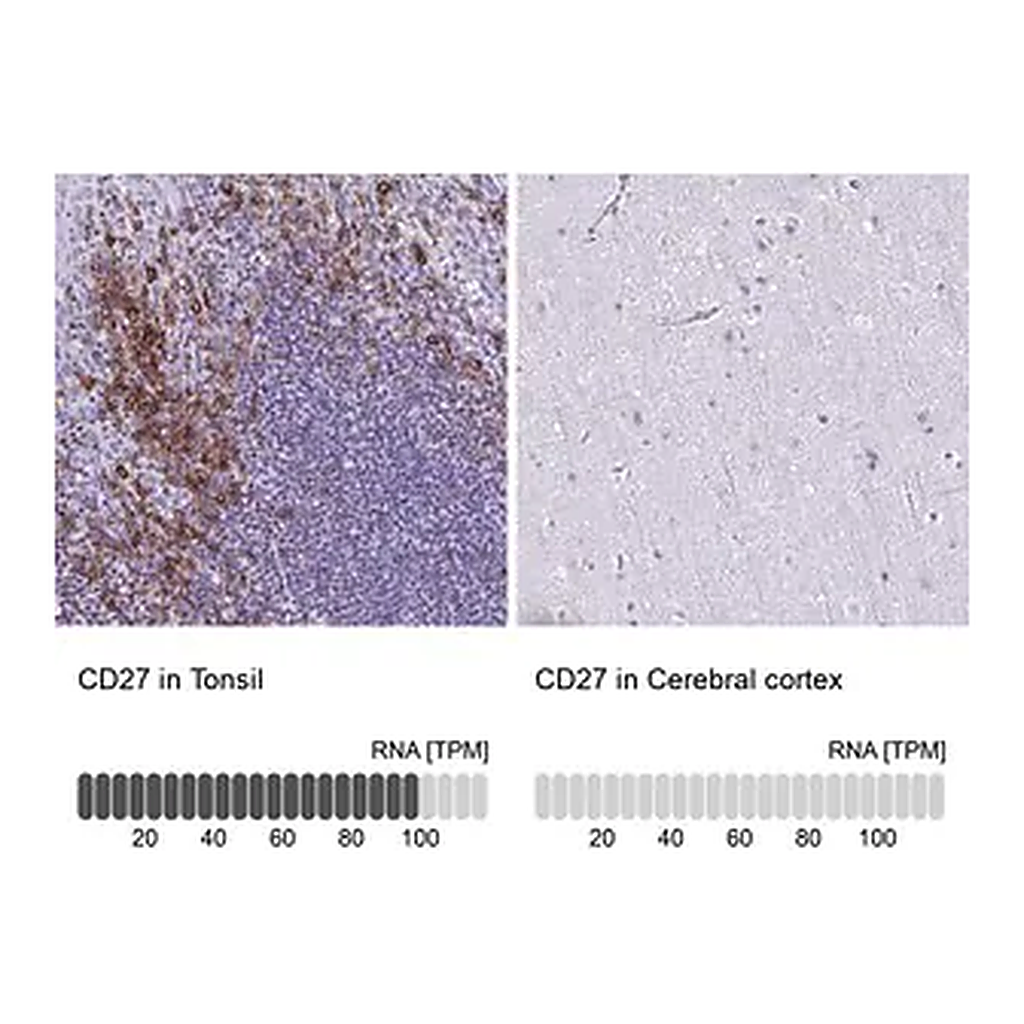 Merck Anti-CD27 antibody produced in rabbit