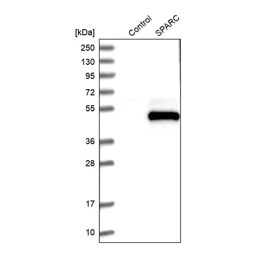 Merck Anti-SPARC antibody produced in rabbit