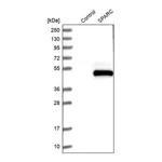 Merck Anti-SPARC antibody produced in rabbit