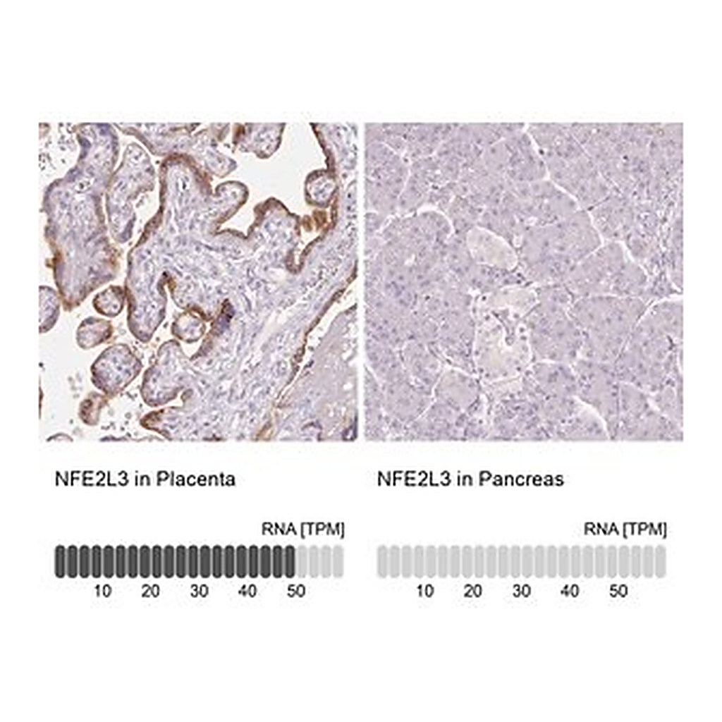 Merck Anti-NFE2L3 antibody produced in rabbit