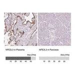 Merck Anti-NFE2L3 antibody produced in rabbit