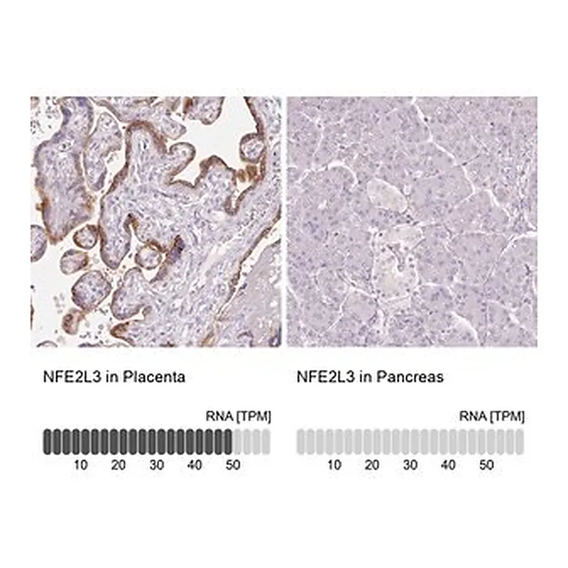 Merck Anti-NFE2L3 antibody produced in rabbit