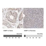 Merck Anti-SSBP1 antibody produced in rabbit