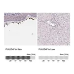 Merck Anti-PLA2G4F antibody produced in rabbit