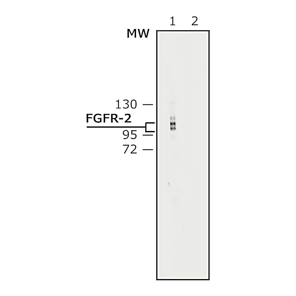 Merck Anti-Fibroblast Growth Factor Receptor-2, Cytoplasmic antibody produced in rabbit