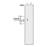 Merck Anti-Fibroblast Growth Factor Receptor-2, Cytoplasmic antibody produced in rabbit