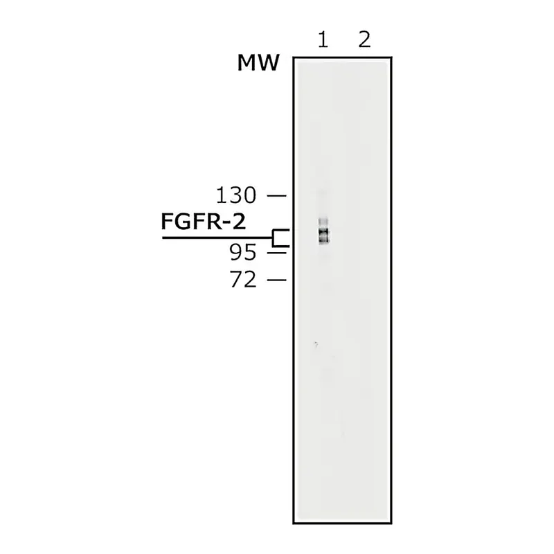 Merck Anti-Fibroblast Growth Factor Receptor-2, Cytoplasmic antibody produced in rabbit