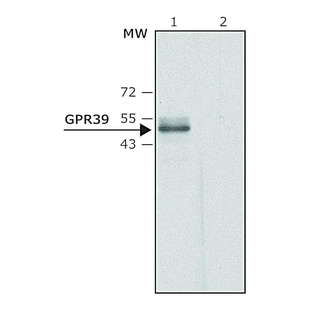 Merck Anti-GPR39 (C-terminal region) antibody produced in rabbit