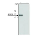 Merck Anti-GPR39 (C-terminal region) antibody produced in rabbit