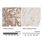 Merck Anti-VSIG4 antibody produced in rabbit