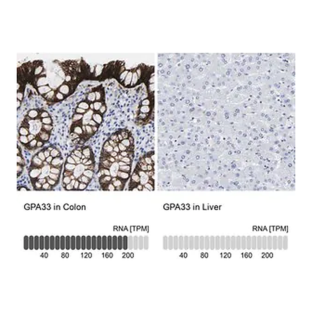 Merck Anti-GPA33 antibody produced in rabbit