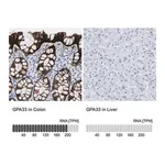 Merck Anti-GPA33 antibody produced in rabbit