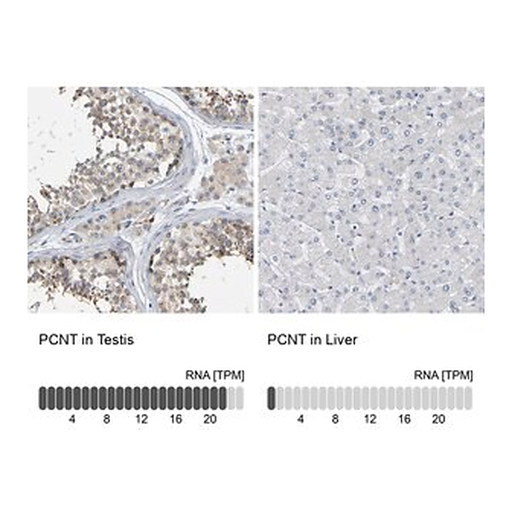 Merck Anti-PCNT antibody produced in rabbit