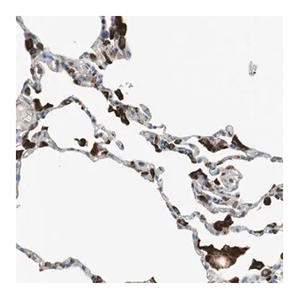 Merck Anti-LAMP1 antibody produced in rabbit