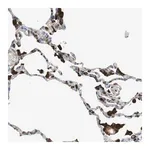 Merck Anti-LAMP1 antibody produced in rabbit