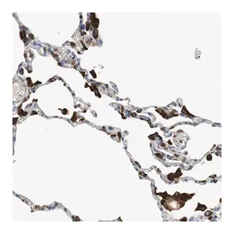 Merck Anti-LAMP1 antibody produced in rabbit