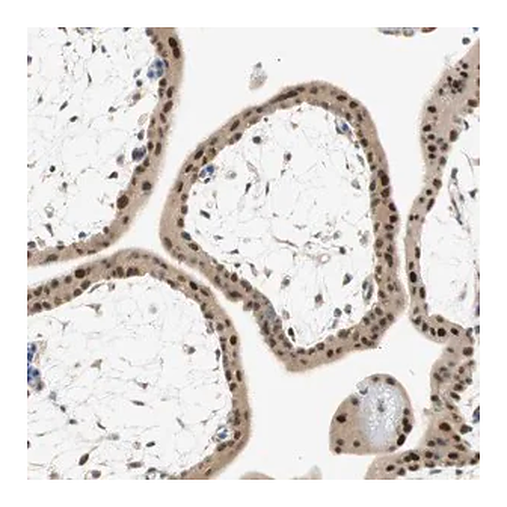 Merck Anti-MSX2 antibody produced in rabbit