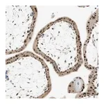 Merck Anti-MSX2 antibody produced in rabbit