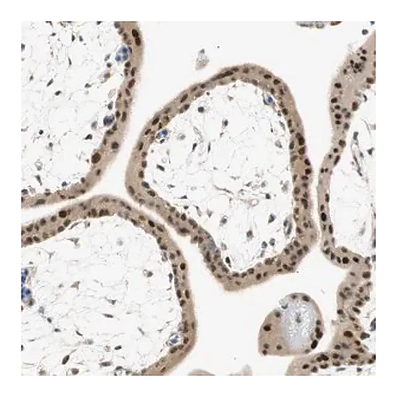 Merck Anti-MSX2 antibody produced in rabbit